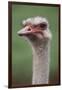 South America, Rhea, Rhea American, Close Up-Stuart Westmorland-Framed Photographic Print