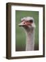 South America, Rhea, Rhea American, Close Up-Stuart Westmorland-Framed Photographic Print