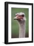 South America, Rhea, Rhea American, Close Up-Stuart Westmorland-Framed Photographic Print