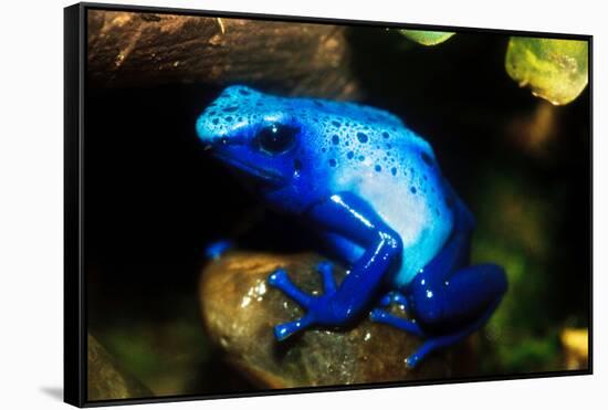 South America, Surinam. Dendrobates Azureus, Blue Poison Arrow Frog on Rainforest Floor-David Slater-Framed Stretched Canvas