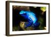 South America, Surinam. Dendrobates Azureus, Blue Poison Arrow Frog on Rainforest Floor-David Slater-Framed Photographic Print