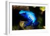 South America, Surinam. Dendrobates Azureus, Blue Poison Arrow Frog on Rainforest Floor-David Slater-Framed Photographic Print