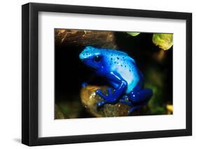 South America, Surinam. Dendrobates Azureus, Blue Poison Arrow Frog on Rainforest Floor-David Slater-Framed Photographic Print