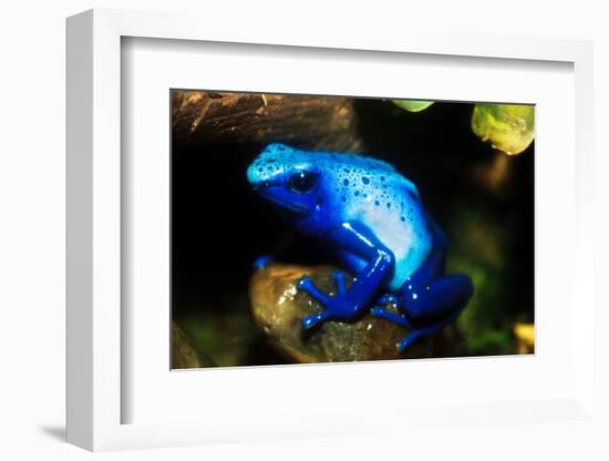 South America, Surinam. Dendrobates Azureus, Blue Poison Arrow Frog on Rainforest Floor-David Slater-Framed Photographic Print