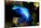 South America, Surinam. Dendrobates Azureus, Blue Poison Arrow Frog on Rainforest Floor-David Slater-Mounted Photographic Print