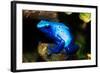 South America, Surinam. Dendrobates Azureus, Blue Poison Arrow Frog on Rainforest Floor-David Slater-Framed Photographic Print