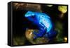 South America, Surinam. Dendrobates Azureus, Blue Poison Arrow Frog on Rainforest Floor-David Slater-Framed Stretched Canvas