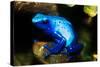 South America, Surinam. Dendrobates Azureus, Blue Poison Arrow Frog on Rainforest Floor-David Slater-Stretched Canvas