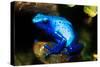 South America, Surinam. Dendrobates Azureus, Blue Poison Arrow Frog on Rainforest Floor-David Slater-Stretched Canvas