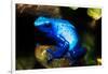 South America, Surinam. Dendrobates Azureus, Blue Poison Arrow Frog on Rainforest Floor-David Slater-Framed Photographic Print