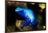 South America, Surinam. Dendrobates Azureus, Blue Poison Arrow Frog on Rainforest Floor-David Slater-Framed Photographic Print