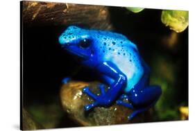 South America, Surinam. Dendrobates Azureus, Blue Poison Arrow Frog on Rainforest Floor-David Slater-Stretched Canvas