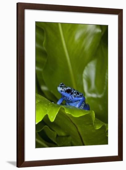 South America, Suriname. Blue dart frog on leaf.-Jaynes Gallery-Framed Premium Photographic Print