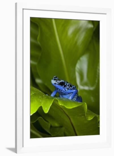 South America, Suriname. Blue dart frog on leaf.-Jaynes Gallery-Framed Premium Photographic Print