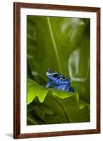 South America, Suriname. Blue dart frog on leaf.-Jaynes Gallery-Framed Premium Photographic Print