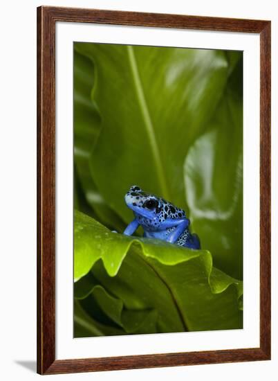 South America, Suriname. Blue dart frog on leaf.-Jaynes Gallery-Framed Premium Photographic Print