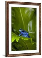 South America, Suriname. Blue dart frog on leaf.-Jaynes Gallery-Framed Premium Photographic Print