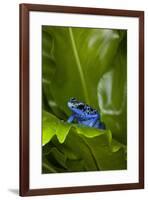 South America, Suriname. Blue dart frog on leaf.-Jaynes Gallery-Framed Premium Photographic Print