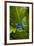 South America, Suriname. Blue dart frog on leaf.-Jaynes Gallery-Framed Premium Photographic Print