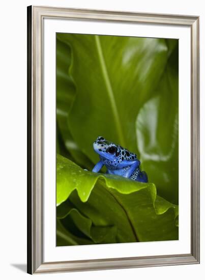 South America, Suriname. Blue dart frog on leaf.-Jaynes Gallery-Framed Premium Photographic Print