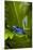 South America, Suriname. Blue dart frog on leaf.-Jaynes Gallery-Mounted Premium Photographic Print