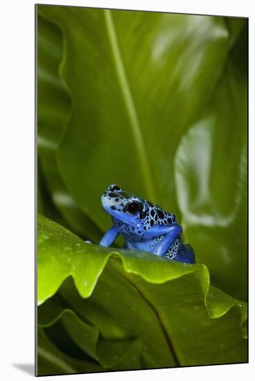 South America, Suriname. Blue dart frog on leaf.-Jaynes Gallery-Mounted Premium Photographic Print