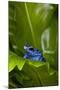 South America, Suriname. Blue dart frog on leaf.-Jaynes Gallery-Mounted Premium Photographic Print