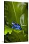 South America, Suriname. Blue dart frog on leaf.-Jaynes Gallery-Stretched Canvas