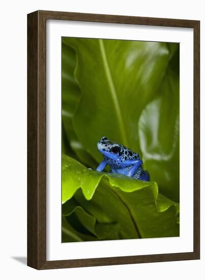 South America, Suriname. Blue dart frog on leaf.-Jaynes Gallery-Framed Photographic Print