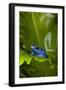 South America, Suriname. Blue dart frog on leaf.-Jaynes Gallery-Framed Photographic Print