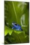 South America, Suriname. Blue dart frog on leaf.-Jaynes Gallery-Mounted Photographic Print