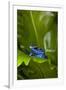 South America, Suriname. Blue dart frog on leaf.-Jaynes Gallery-Framed Photographic Print