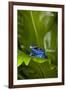 South America, Suriname. Blue dart frog on leaf.-Jaynes Gallery-Framed Photographic Print