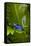 South America, Suriname. Blue dart frog on leaf.-Jaynes Gallery-Framed Stretched Canvas