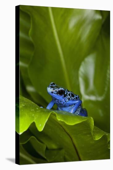 South America, Suriname. Blue dart frog on leaf.-Jaynes Gallery-Stretched Canvas