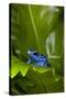 South America, Suriname. Blue dart frog on leaf.-Jaynes Gallery-Stretched Canvas