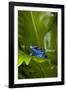 South America, Suriname. Blue dart frog on leaf.-Jaynes Gallery-Framed Photographic Print