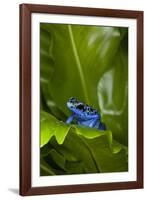 South America, Suriname. Blue dart frog on leaf.-Jaynes Gallery-Framed Photographic Print