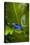 South America, Suriname. Blue dart frog on leaf.-Jaynes Gallery-Stretched Canvas