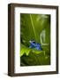 South America, Suriname. Blue dart frog on leaf.-Jaynes Gallery-Framed Photographic Print