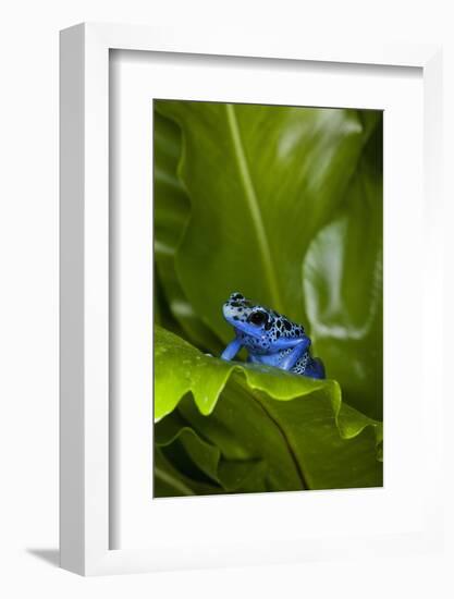 South America, Suriname. Blue dart frog on leaf.-Jaynes Gallery-Framed Photographic Print