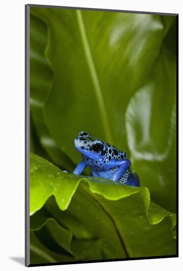 South America, Suriname. Blue dart frog on leaf.-Jaynes Gallery-Mounted Photographic Print