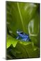 South America, Suriname. Blue dart frog on leaf.-Jaynes Gallery-Mounted Photographic Print