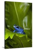 South America, Suriname. Blue dart frog on leaf.-Jaynes Gallery-Stretched Canvas