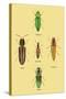 South American Beetles-Sir William Jardine-Stretched Canvas