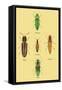South American Beetles-Sir William Jardine-Framed Stretched Canvas