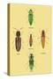 South American Beetles-Sir William Jardine-Stretched Canvas
