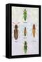 South American Beetles-Sir William Jardine-Framed Stretched Canvas