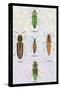 South American Beetles-Sir William Jardine-Stretched Canvas