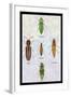 South American Beetles-Sir William Jardine-Framed Art Print